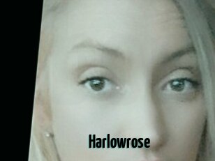 Harlowrose